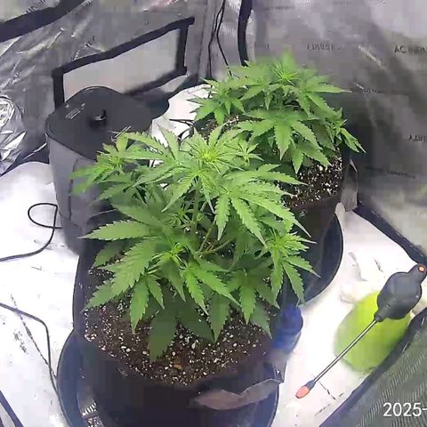 Frosted Cherry’Os growlog timeline photo