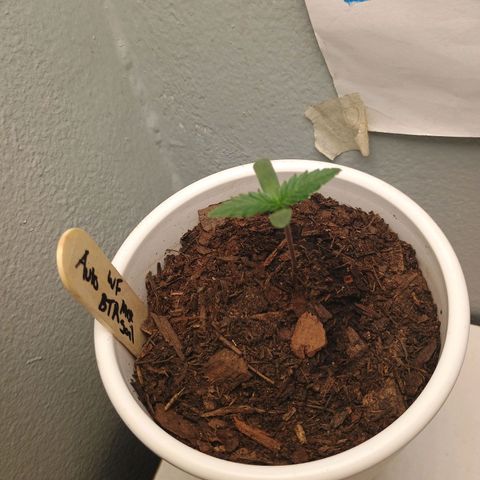 Fast Buds Auto Mix  growlog timeline photo