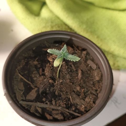 Fast Buds Auto Mix  growlog photo: Fem seed idk what's going on can't figure it out 
