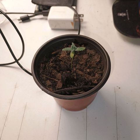 Fast Buds Auto Mix  growlog photo: Fem seed idk what's going on can't figure it out 