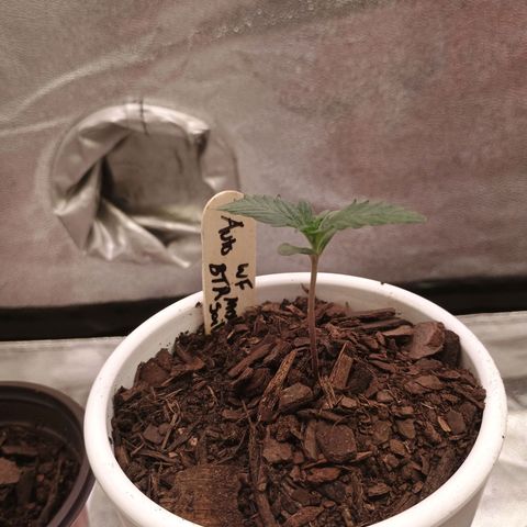 Fast Buds Auto Mix  growlog timeline photo