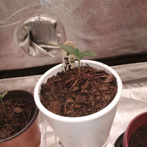Fast Buds Auto Mix  growlog timeline photo