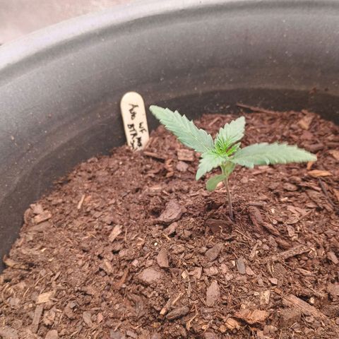 Fast Buds Auto Mix  growlog timeline photo