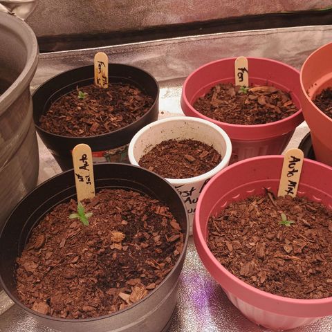 Fast Buds Auto Mix  growlog timeline photo
