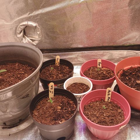 Fast Buds Auto Mix  growlog timeline photo