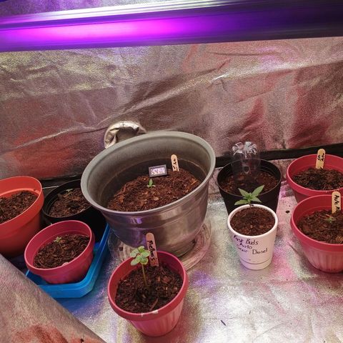 Fast Buds Auto Mix  growlog timeline photo