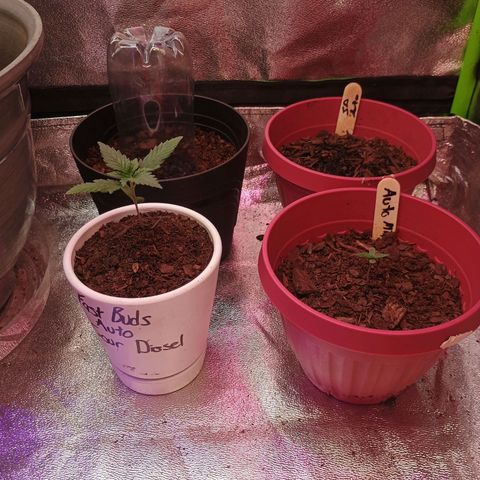 Fast Buds Auto Mix  growlog timeline photo