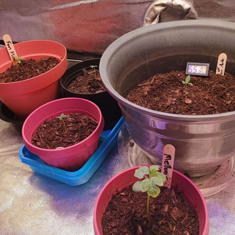 Fast Buds Auto Mix  growlog timeline photo