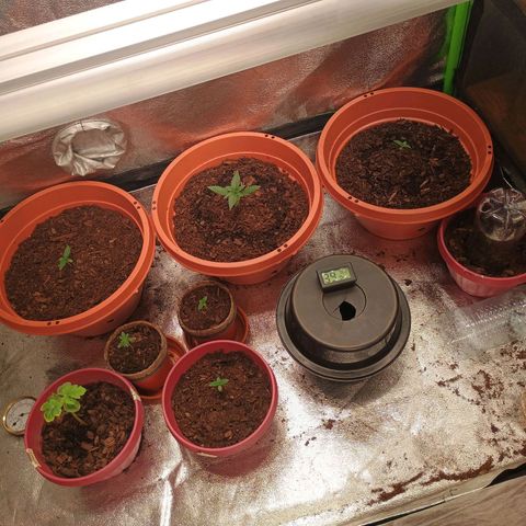 Fast Buds Auto Mix  growlog timeline photo