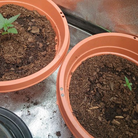 Fast Buds Auto Mix  growlog timeline photo