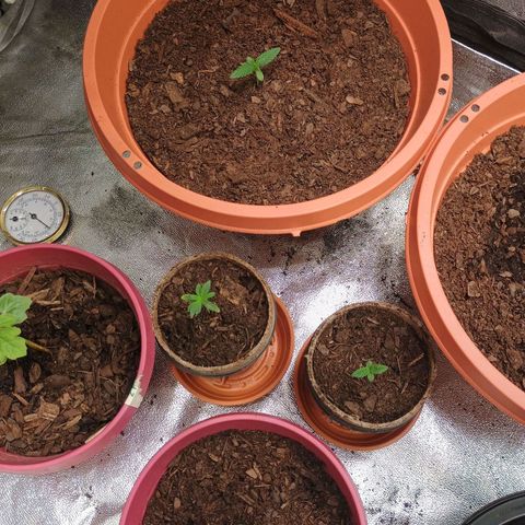 Fast Buds Auto Mix  growlog timeline photo
