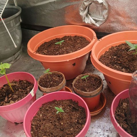 Fast Buds Auto Mix  growlog timeline photo