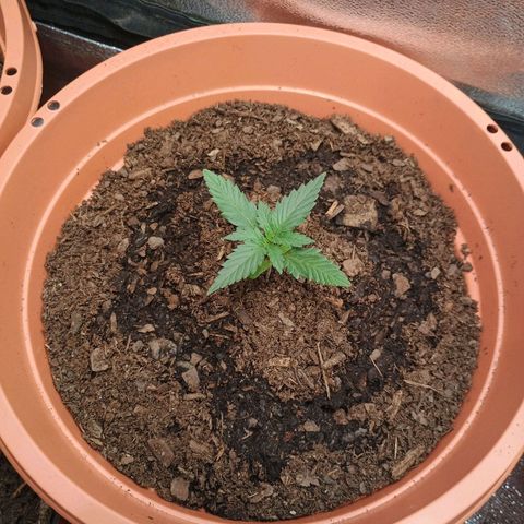 Fast Buds Auto Mix  growlog timeline photo