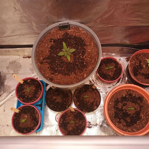 Fast Buds Auto Mix  growlog timeline photo
