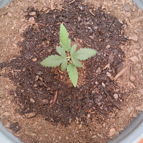 Fast Buds Auto Mix  growlog timeline photo