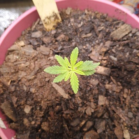 Fast Buds Auto Mix  growlog photo: FB mex airlines took a clip fan to the neck but she seems to be recovering fine.
Cal deficiency-- giving them all cal mag to recover.. thinking of mixing Whitney Farms soil and FF