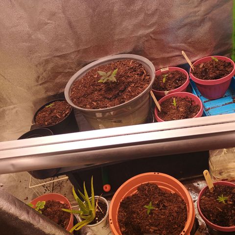 Fast Buds Auto Mix  growlog photo: FB mex airlines took a clip fan to the neck but she seems to be recovering fine.
Cal deficiency-- giving them all cal mag to recover.. thinking of mixing Whitney Farms soil and FF