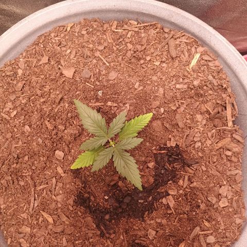 Fast Buds Auto Mix  growlog photo: FB mex airlines took a clip fan to the neck but she seems to be recovering fine.
Cal deficiency-- giving them all cal mag to recover.. thinking of mixing Whitney Farms soil and FF