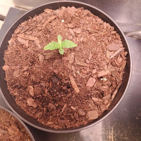 Fast Buds Auto Mix  growlog photo: FB mex airlines took a clip fan to the neck but she seems to be recovering fine.
Cal deficiency-- giving them all cal mag to recover.. thinking of mixing Whitney Farms soil and FF