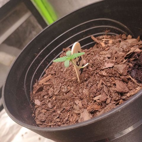 Fast Buds Auto Mix  growlog photo: FB mex airlines took a clip fan to the neck but she seems to be recovering fine.
Cal deficiency-- giving them all cal mag to recover.. thinking of mixing Whitney Farms soil and FF