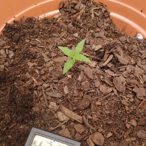 Fast Buds Auto Mix  growlog photo: FB mex airlines took a clip fan to the neck but she seems to be recovering fine.
Cal deficiency-- giving them all cal mag to recover.. thinking of mixing Whitney Farms soil and FF
