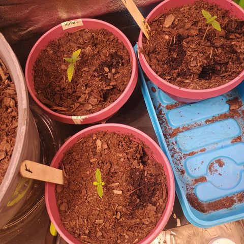 Fast Buds Auto Mix  growlog photo: FB mex airlines took a clip fan to the neck but she seems to be recovering fine.
Cal deficiency-- giving them all cal mag to recover.. thinking of mixing Whitney Farms soil and FF