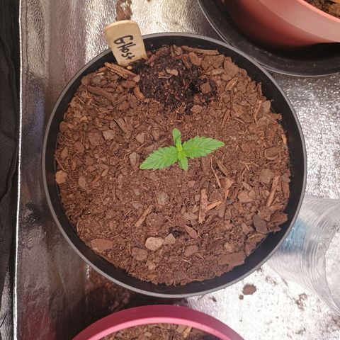 Fast Buds Auto Mix  growlog photo: Still dosing cal mag, recovering. Mex airline is recovering perfectly from the traumatic attack from the clip fan. 