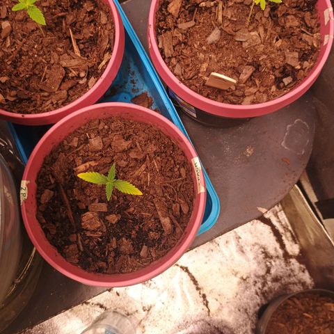 Fast Buds Auto Mix  growlog photo: Still dosing cal mag, recovering. Mex airline is recovering perfectly from the traumatic attack from the clip fan. 