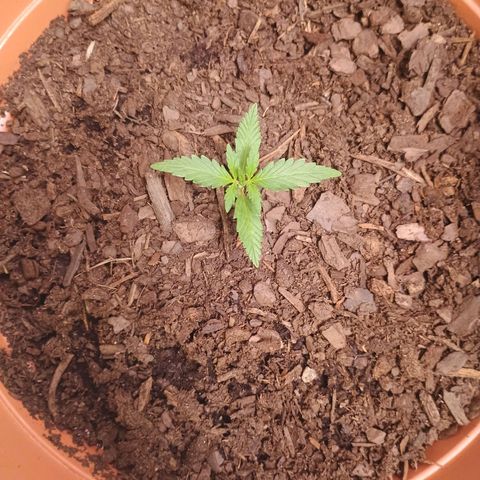 Fast Buds Auto Mix  growlog photo: Still dosing cal mag, recovering. Mex airline is recovering perfectly from the traumatic attack from the clip fan. 