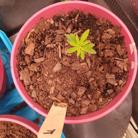 Fast Buds Auto Mix  growlog photo: Still dosing cal mag, recovering. Mex airline is recovering perfectly from the traumatic attack from the clip fan. 