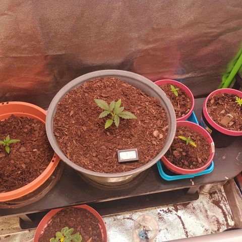 Fast Buds Auto Mix  growlog photo: Still dosing cal mag, recovering. Mex airline is recovering perfectly from the traumatic attack from the clip fan. 