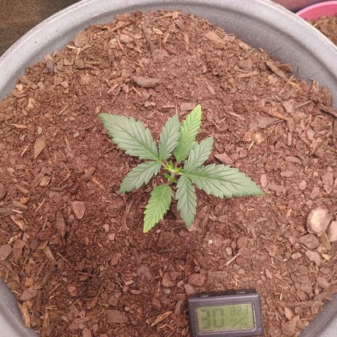 Fast Buds Auto Mix  growlog photo: Still dosing cal mag, recovering. Mex airline is recovering perfectly from the traumatic attack from the clip fan. 