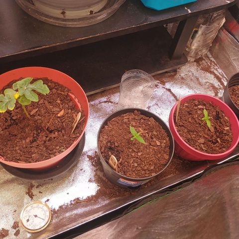 Fast Buds Auto Mix  growlog photo: Still dosing cal mag, recovering. Mex airline is recovering perfectly from the traumatic attack from the clip fan. 