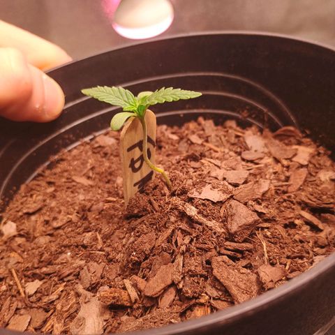 Fast Buds Auto Mix  growlog photo: Mexican airlines 