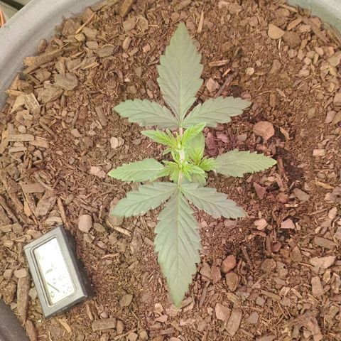 Fast Buds Auto Mix  growlog timeline photo