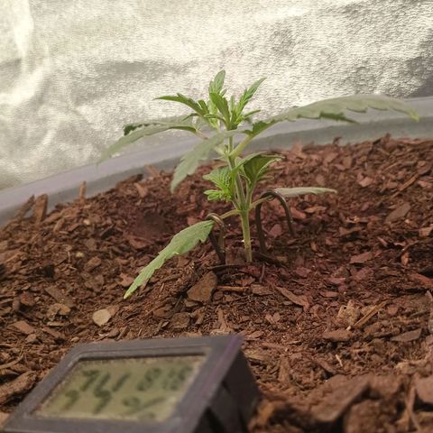 Fast Buds Auto Mix  growlog timeline photo