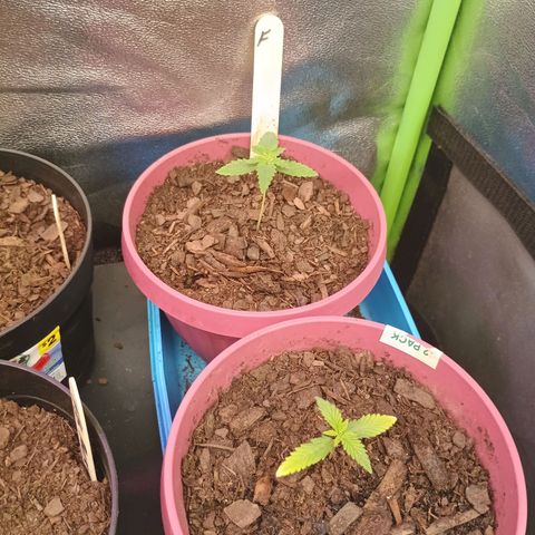 Fast Buds Auto Mix  growlog timeline photo