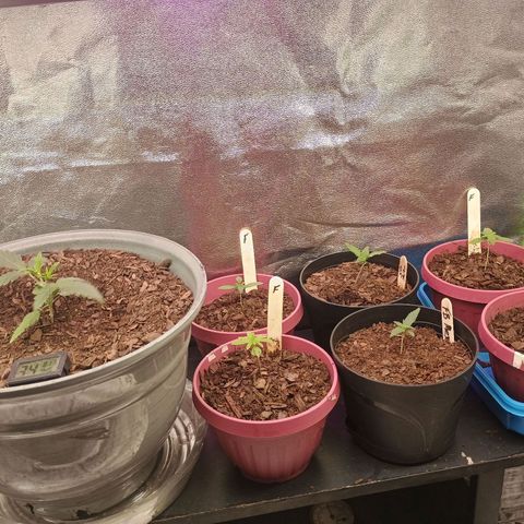 Fast Buds Auto Mix  growlog timeline photo