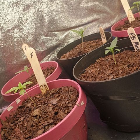 Fast Buds Auto Mix  growlog timeline photo