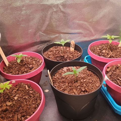 Fast Buds Auto Mix  growlog timeline photo