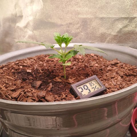 Fast Buds Auto Mix  growlog timeline photo