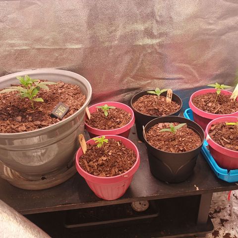 Fast Buds Auto Mix  growlog timeline photo