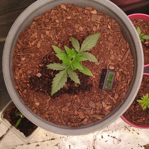Fast Buds Auto Mix  growlog timeline photo