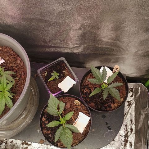 Fast Buds Auto Mix  growlog timeline photo