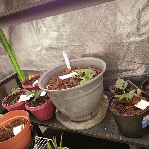Fast Buds Auto Mix  growlog timeline photo