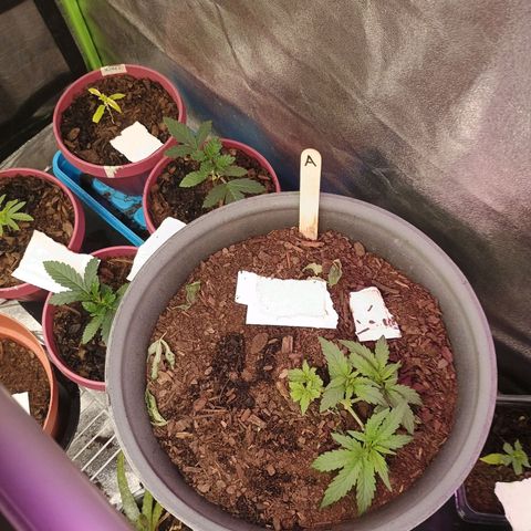 Fast Buds Auto Mix  growlog timeline photo