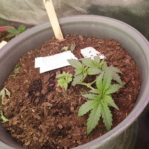 Fast Buds Auto Mix  growlog timeline photo