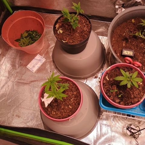 Fast Buds Auto Mix  growlog timeline photo