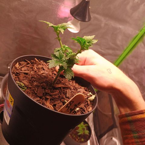 Fast Buds Auto Mix  growlog timeline photo