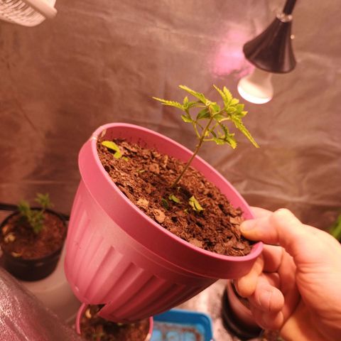 Fast Buds Auto Mix  growlog timeline photo